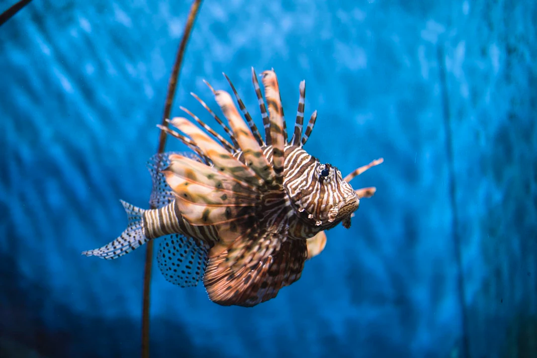 Sea Life Bangkok Tickets Thrillark